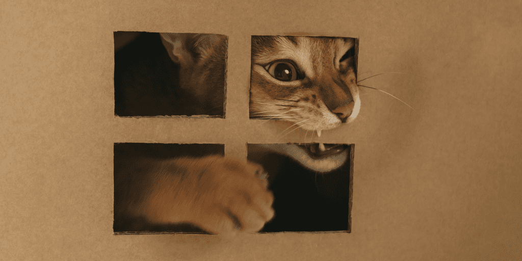 Cargo Cabbie Reuse Boxes #2 Build Cat House