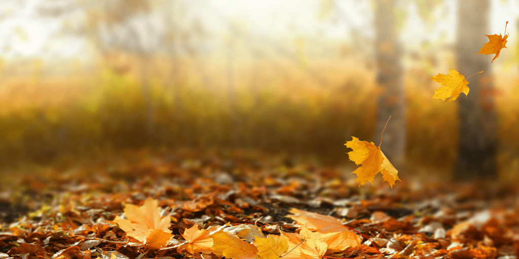 Clear Paths of Leaves