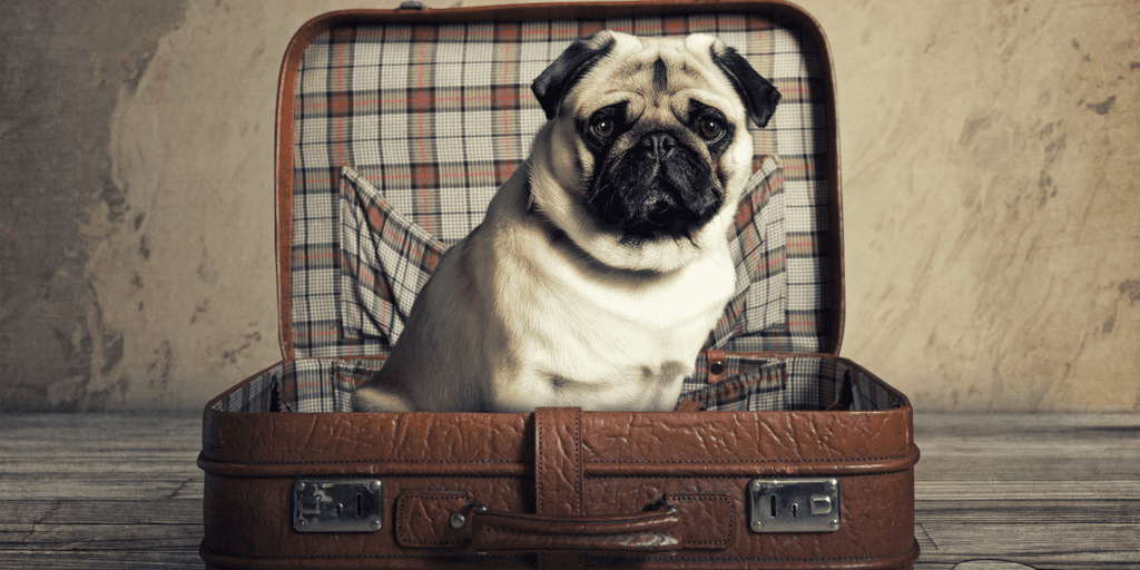 pugs moving Guest Post - Moving w Dogs, Pug moving in Toronto